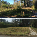 SPRING CLEANING FOR LAWNS: LEAF CLEANUPS; OVERGROWN LOT CLEARINGS