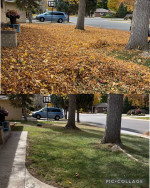 LANDSCAPING &  FALL / SPRING CLEANING & FENCE