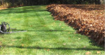 Winter Cleaning, Yard Mowing, Scalping, Spraying, etc