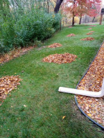 Better Cleaning - house cleaning, yard work, & junk removal