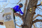 Tree Removal, Stump Grinding, Gutter Cleaning