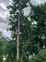 Tree Removal, Stump Grinding, Gutter Cleaning