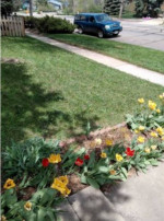 🌄 AWEN Lawn Care: Yard clean-up, gutter cleaning, trees & more