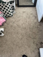 Carpett Cleaning $89