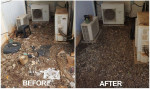 Carpet Cleaning, Home Cleaning, Junk Removal