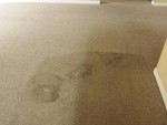 STEAMAWAY OF TAMPA BAY LLC. CARPET CLEANING