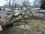 Hauling & Junk removal, Gutter cleaning services Tree trimming and tree removal