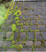 College Kids Roof & Gutter Cleaning