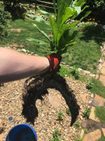 Gutter Cleaning