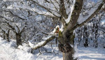 CUT TREE BRANCHES & FALL / SPRING CLEANING & FENCE