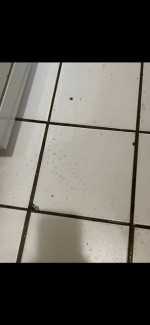 Carpet, Upholstery & Tile Cleaning