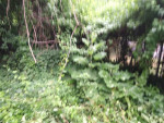 A&G landscaping 215-303-8133 spring yard cleaning,rake, mowing,mulch,ect