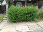 A&G landscaping 215-303-8133 spring yard cleaning,rake, mowing,mulch,ect
