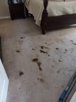 CARPET CLEANING 2 ROOMS & HALL 80.00 CALL ME TIL 9 PM!