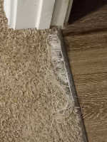 CARPET CLEANING 2 ROOMS & HALL 80.00 CALL ME TIL 9 PM!