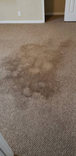 🌟REAL SHAMPOO & EXTRACTION🌟NO SHORTCUTS🌟NO GAMES*Carpet Cleaning