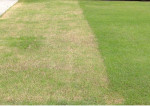 Yard Scalping , winter cleaning, Pre-emergent spray