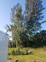 Lot cleaning and gardening