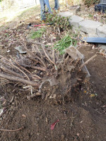 Miguel's yard clean up.mowing.gutter.cleaning