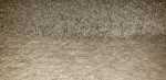 MOVE IN/OUT Matted Carpet Texture Restoration w/Carpet Cleaning