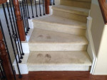 Carpet Cleaning 3 Rooms @ Pet Stain Removal