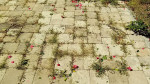 PRESSURE WASHING, PAVER SEALING, SOFT WASH AND WINDOW CLEANING