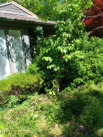 MULCH and PINE STRAW installation yard cleaning and trimming