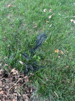 $100 drain cleaning/ plumber