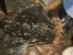 $100 drain cleaning/ plumber