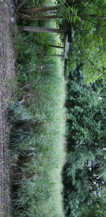 treespade for moving trees, forestry mulching, brush mowing