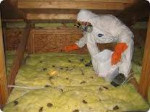 BASEMENT ATTIC GARAGE CLEAN UP===HOARDING + FECES +JUNK +WATER REMOVAL