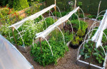 ๐ Organic Edible Garden, Ecofriendly Food Forest, SymbiOp Landscaping