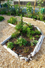 ๐ Organic Edible Garden, Ecofriendly Food Forest, SymbiOp Landscaping