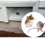 Crawl Space Vent Screen - Repair - Replace - Local - Pest Control