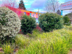 ๐ Low Maintenance Landscape, Native, Rain Garden, SymbiOp Landscaping