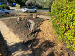 ๐ Low Maintenance Landscape, Native, Rain Garden, SymbiOp Landscaping