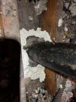 Pest control /Rodent control
