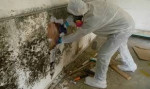 🤢Mold Removal🕵️Mold Testing 💦Water Damage?  ☎️ John The MoldMan