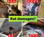 Rats / Mice in the attic? - We clean, disinfect and get rid of rodents