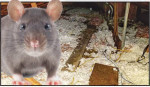 Rats / Mice in the attic? - We clean, disinfect and get rid of rodents