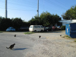 Vw Repair In Wendell ( Old Vw's )