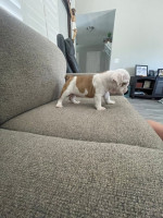 English Bulldog Puppies For Adoption
