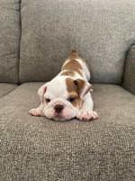 English Bulldog Puppies For Adoption