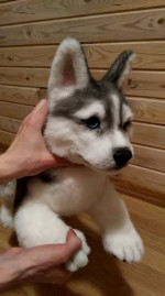 Husky puppies