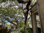 2 bedroom Fully Furnished, Streetcar, University's, Audubon Park,Safe