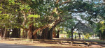 Cute and spacious 3 bed Coral Gables single family home for rent!