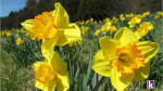 Spring is almost here! Prelease for an April Move in!