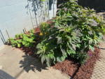 Share House for Rent (individual room)
