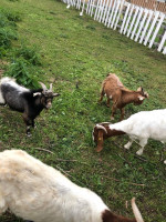 17 acre Farm house available with land!