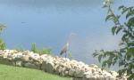 Security/privacy/waterfront/